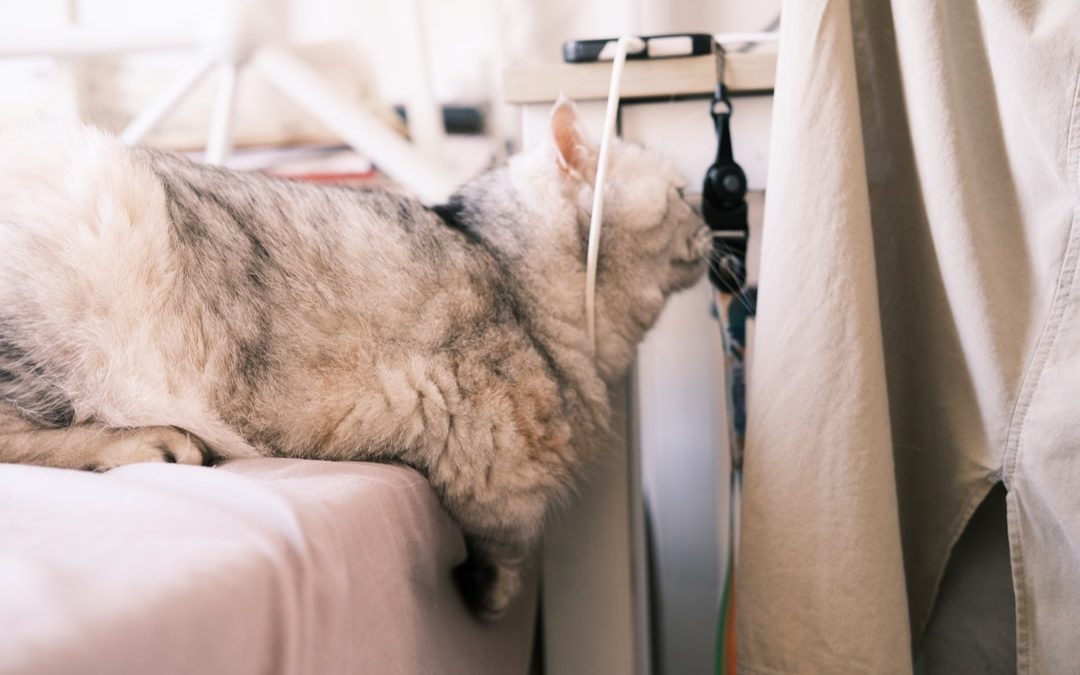 Comment choisir la cage de transport pour chat en avion : guide complet 2026